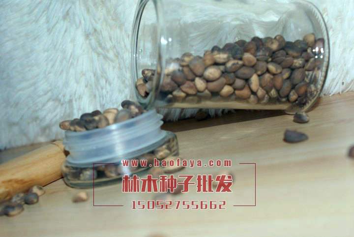 迎客松種子銷售價格