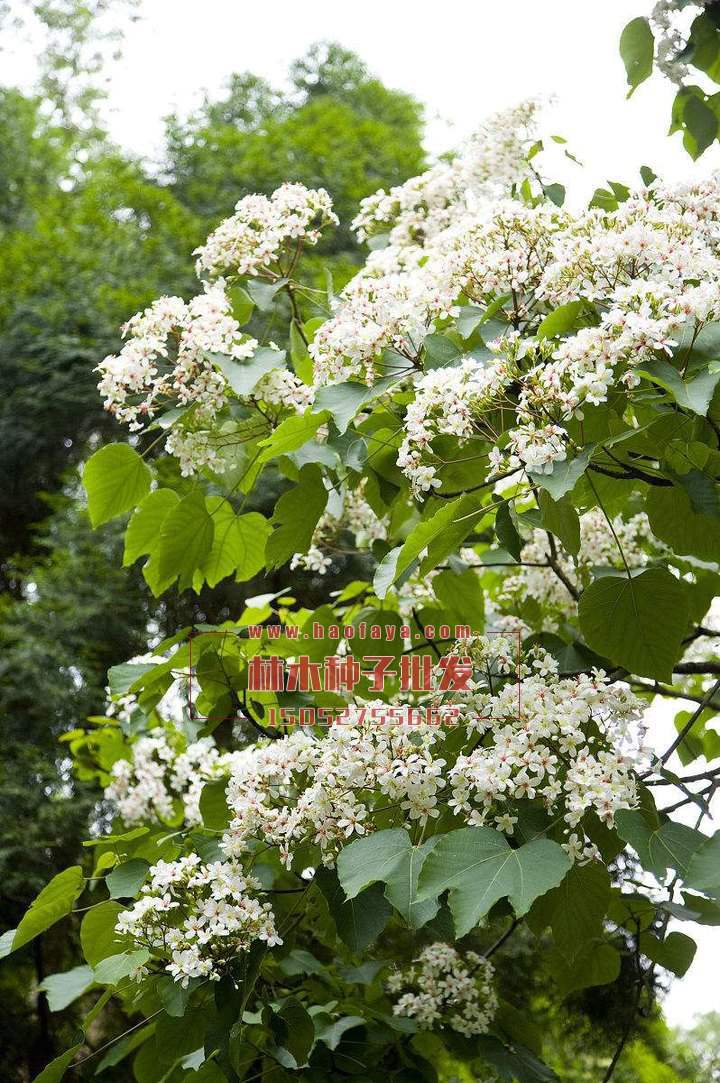 油桐種子銷售價格