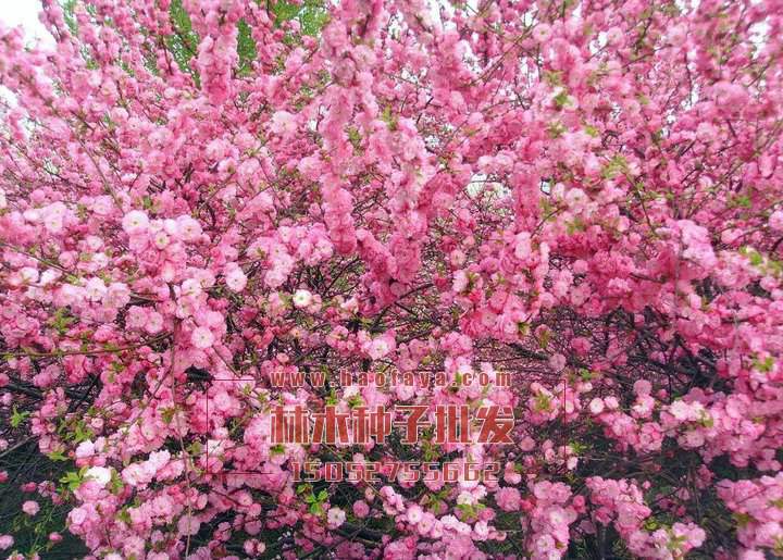 榆葉梅種子批發(fā)