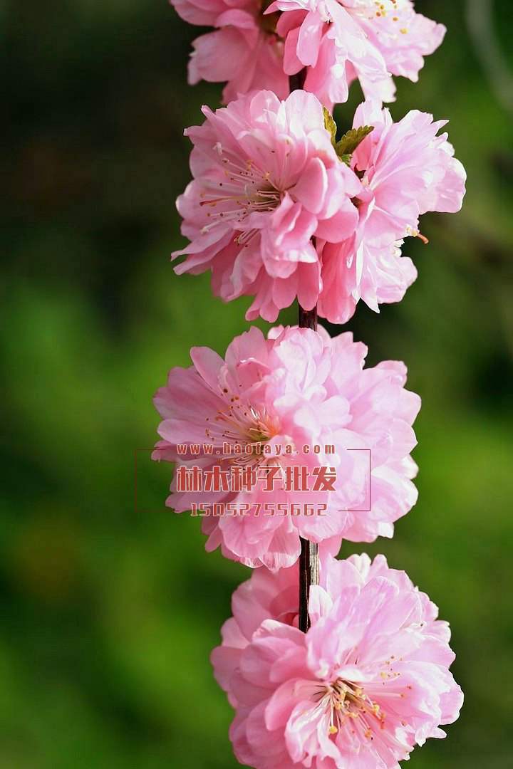 小挑紅也叫榆葉梅