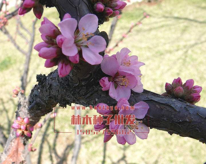 榆葉梅種子銷售價格