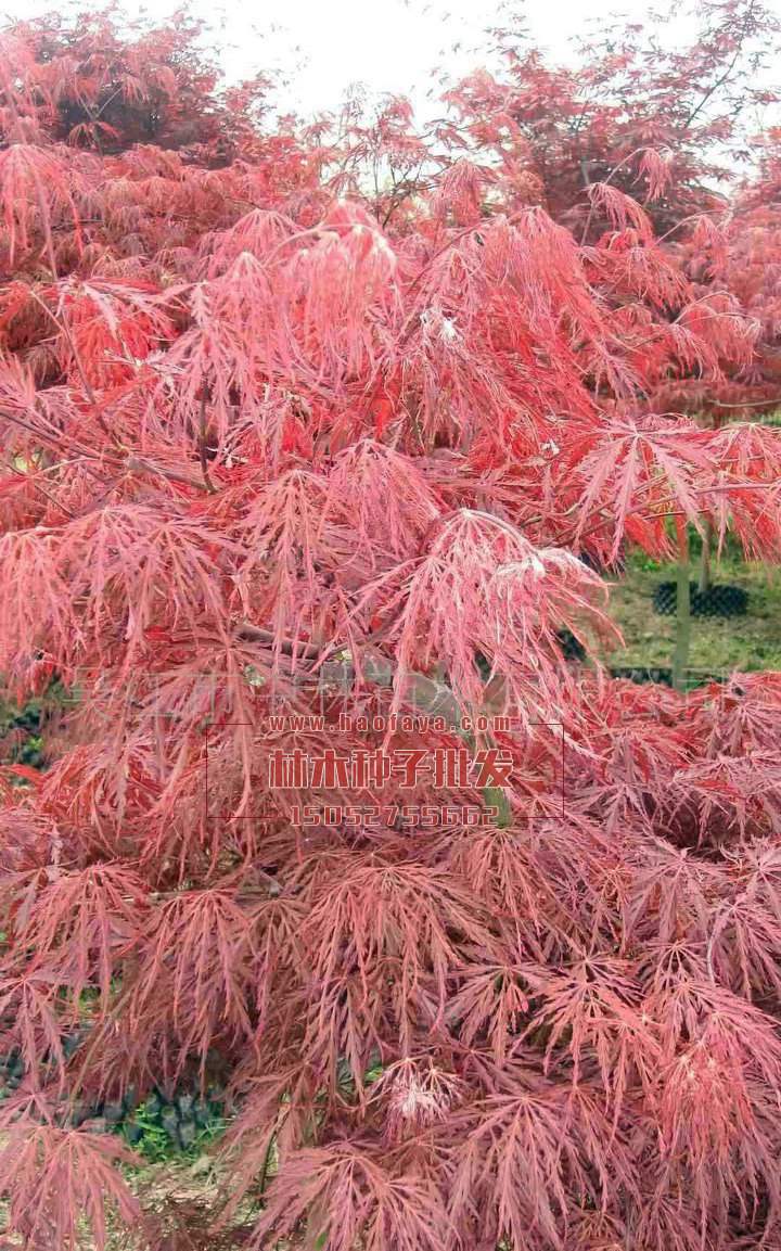 羽毛楓種植技術(shù)