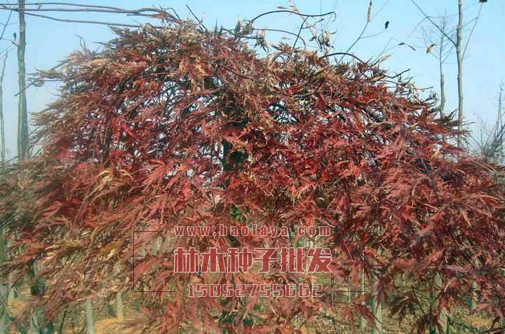 羽毛楓種子銷售價(jià)格