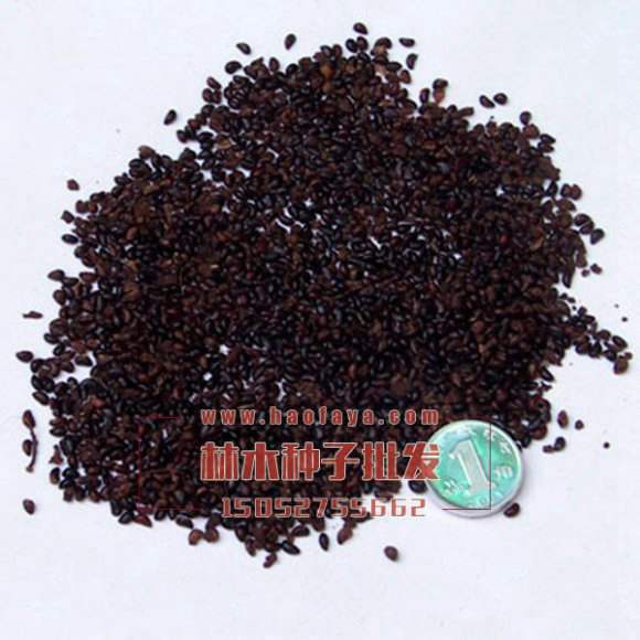 重陽(yáng)木種子