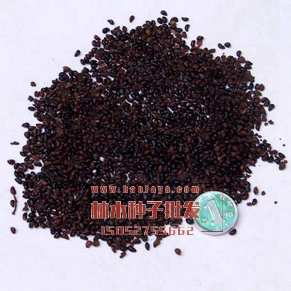 重陽(yáng)木種子