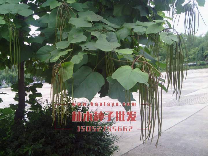 梓樹種植技術(shù)