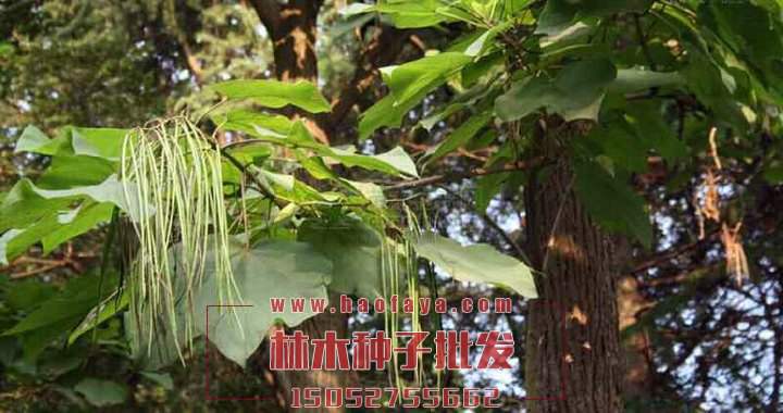 梓樹種子批發(fā)