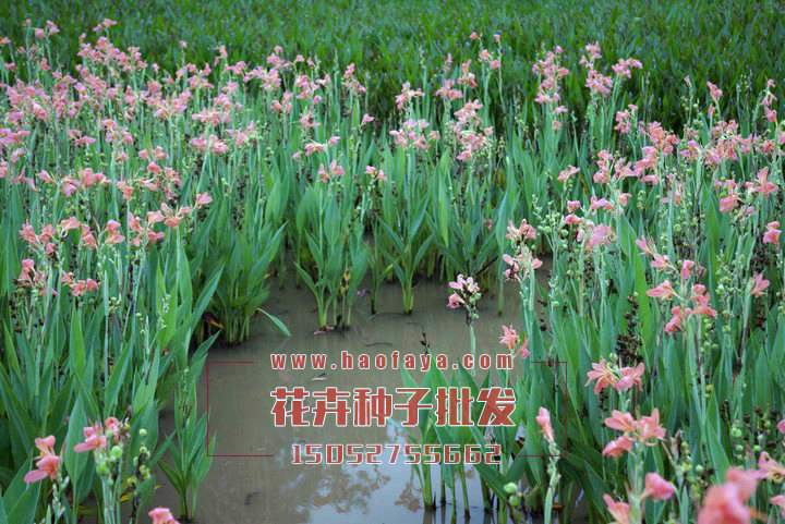 美人蕉種植技術(shù)