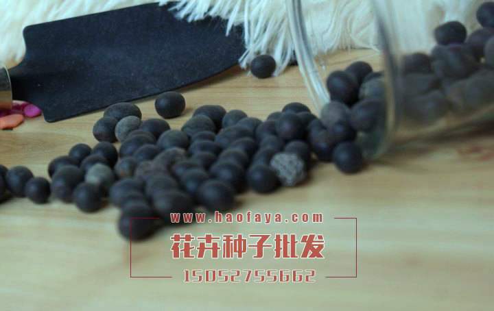 美人蕉種子批發(fā)