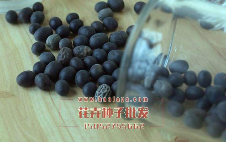 水生美人蕉種子批發(fā)供應(yīng)公司