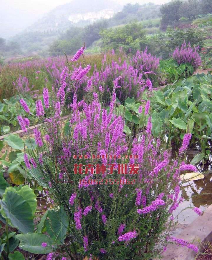 千屈菜種子銷售價(jià)格