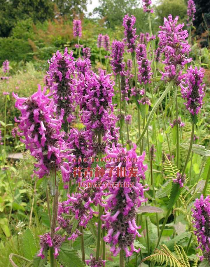 千屈菜種子供應(yīng)公司