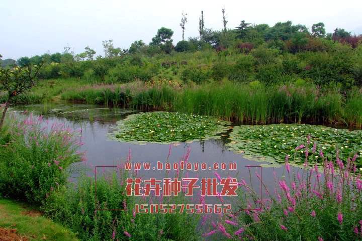 香蒲利用價(jià)值