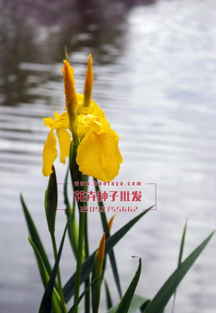黃菖蒲種批發(fā)