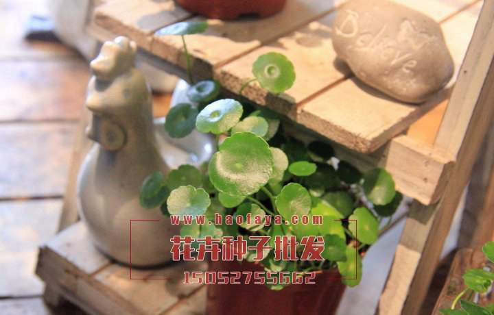 銅錢草種植技術(shù)