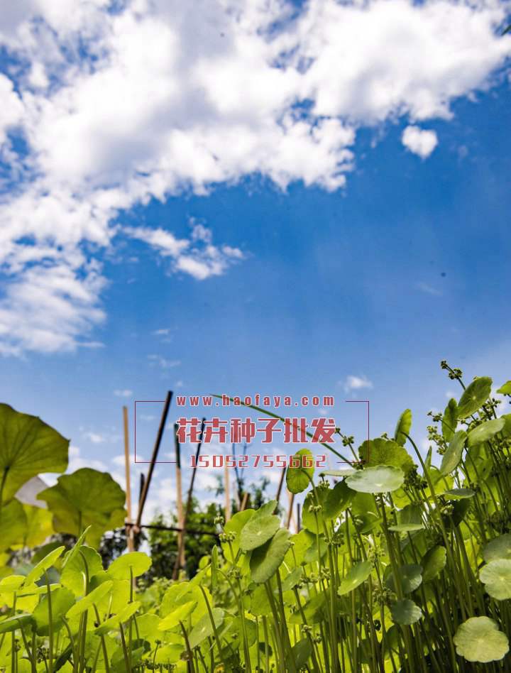 銅錢草栽培管理