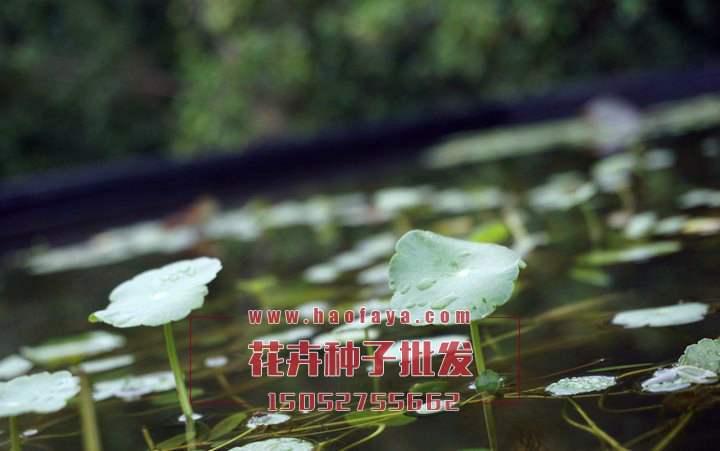 銅錢草種子批發(fā)銷售價(jià)格