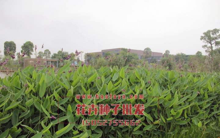 再力花是水生植物的一種