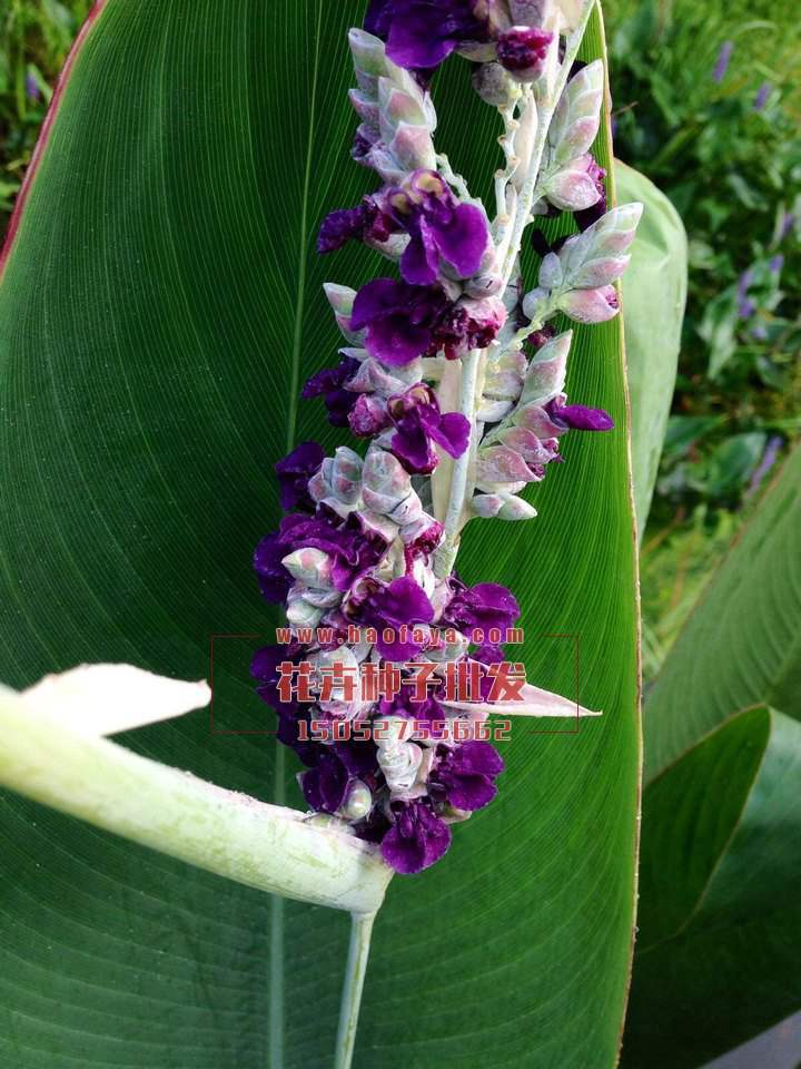 再力花種子批發(fā)