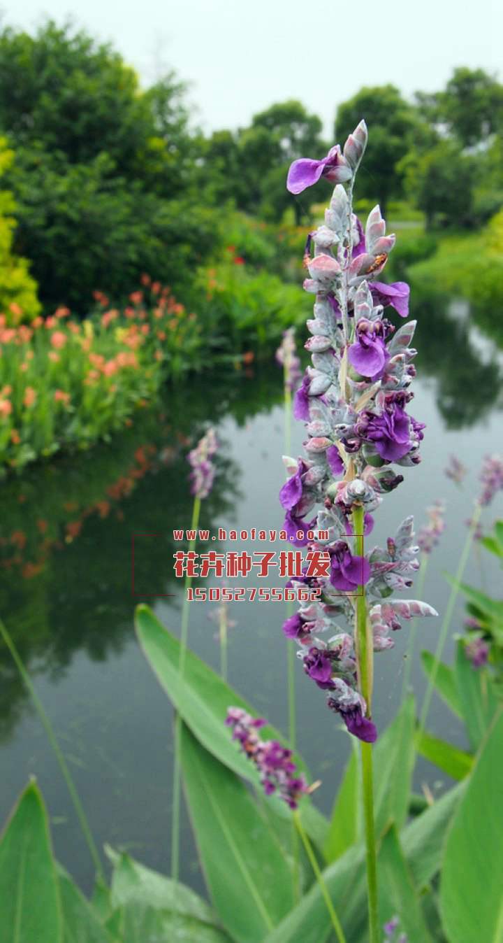 再力花種子銷售公司