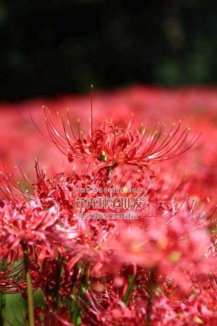 彼岸花也叫曼朱麗華