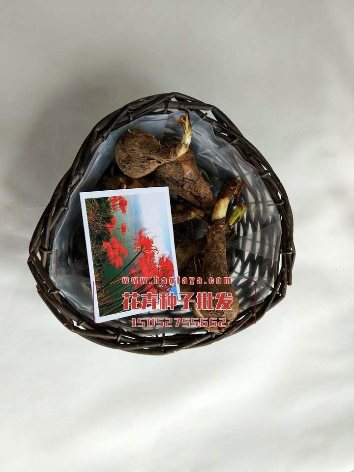 彼岸花種球供應(yīng)公司