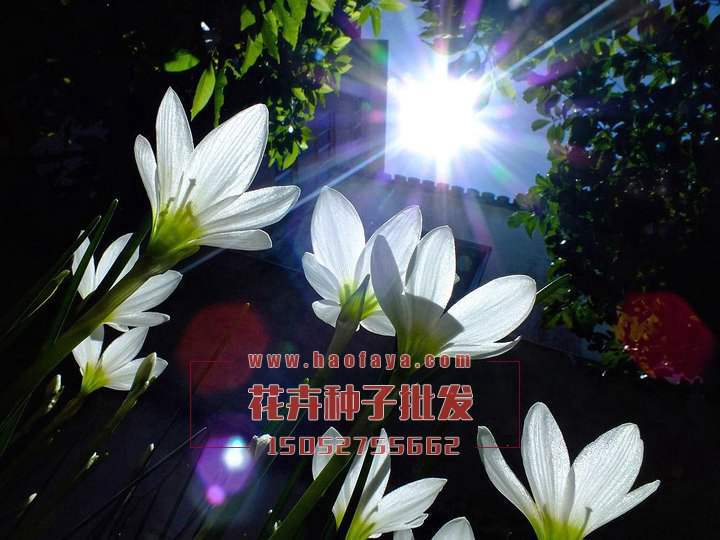 蔥蘭種植技術(shù)