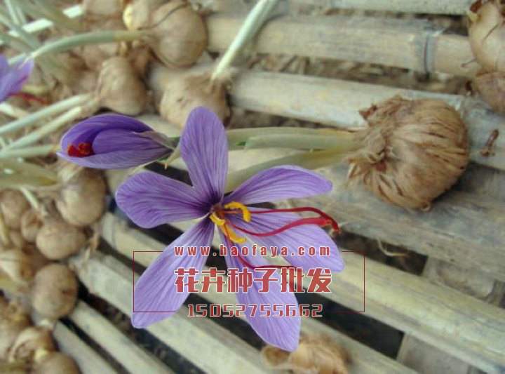 番紅花種球銷售價格