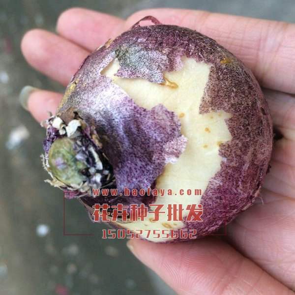 風(fēng)信子種球