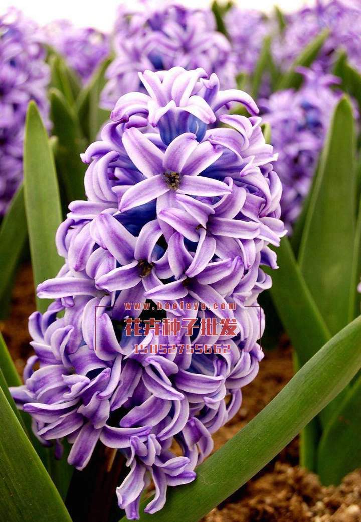 風(fēng)信子種植技術(shù)