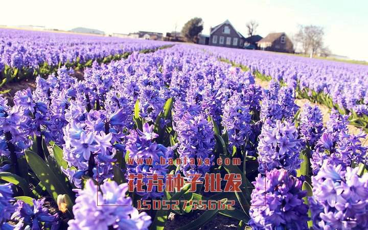 風(fēng)信子種球供應(yīng)商