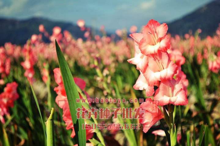 劍蘭種球種植技術(shù)