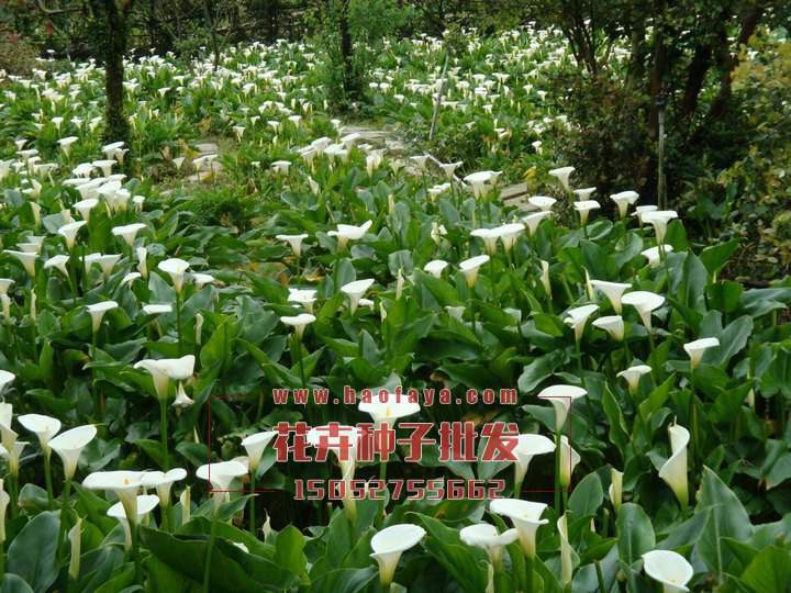 馬蹄蓮種植技術(shù)