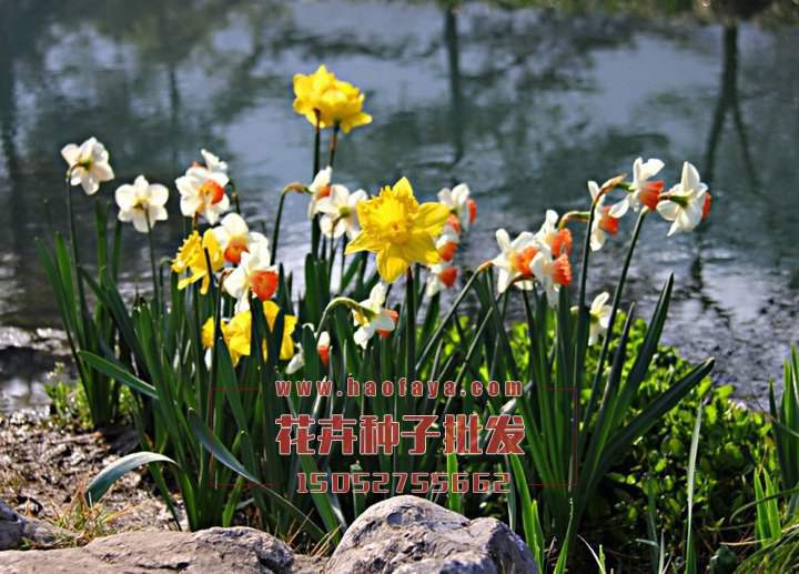 水仙花種球銷售價格