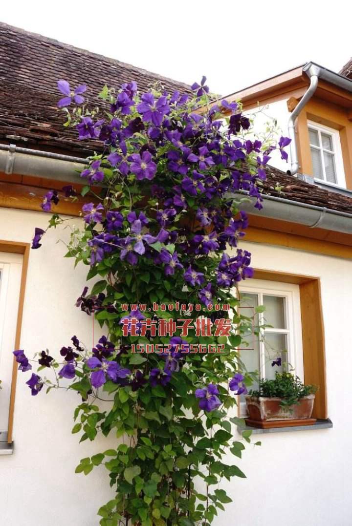 鐵線蓮是一種著名藤本植物