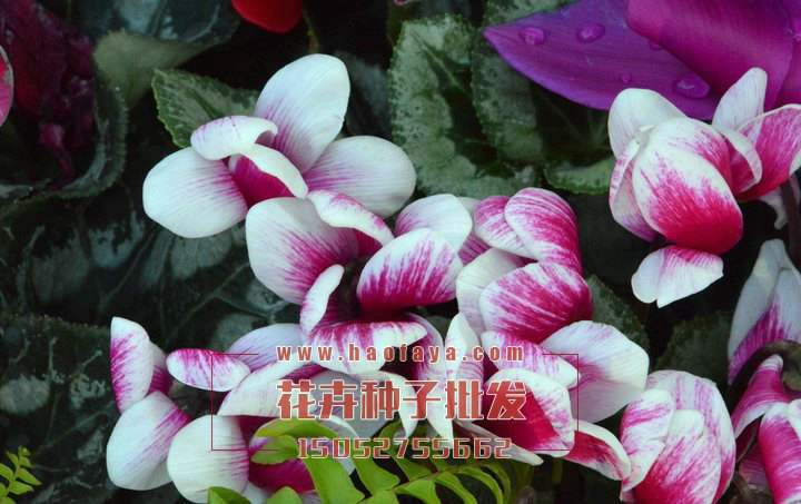 仙客來球根批發(fā)