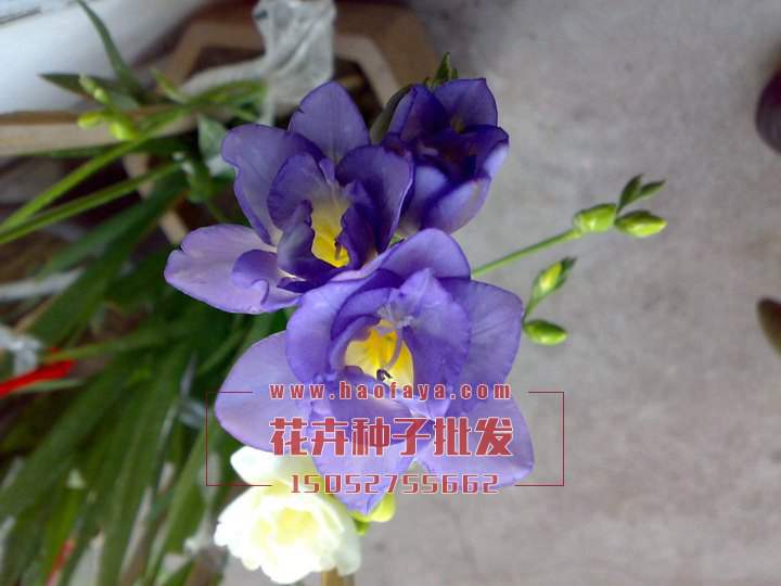 小蒼蘭種植技術(shù)