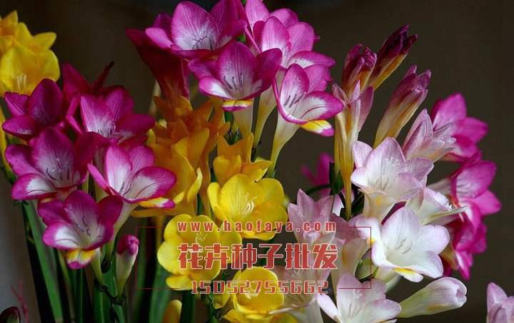 香雪蘭種球銷售價格