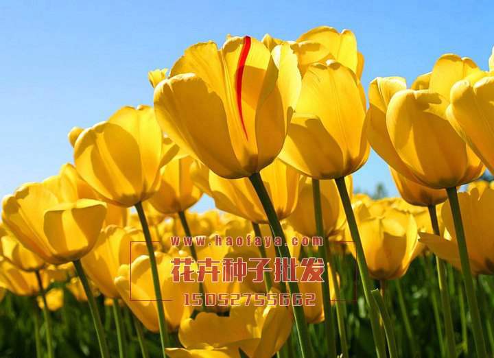 郁金香種球批發(fā)