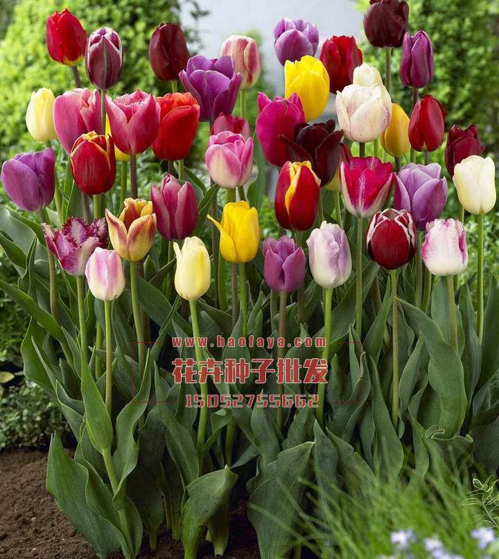 郁金香種球銷售價(jià)格