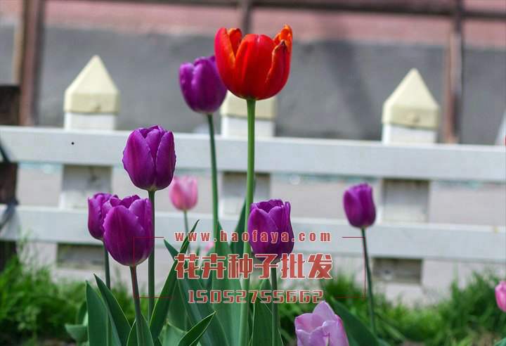 郁金香種球供應(yīng)公司