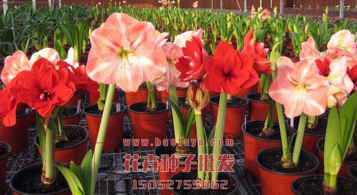 朱頂紅種球銷售價(jià)格