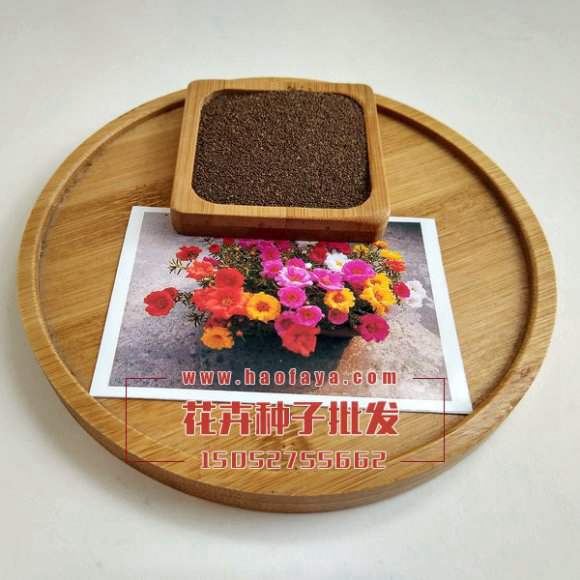 觀賞太陽(yáng)花種子