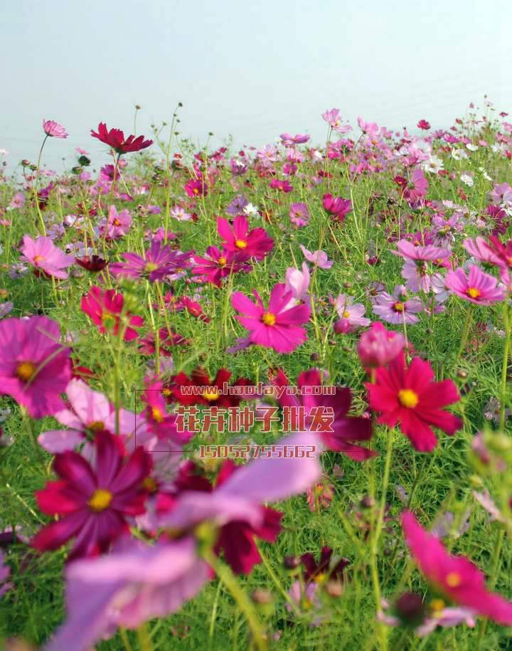 波斯菊種子公司