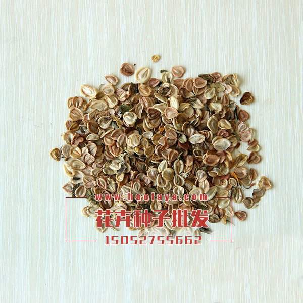 綢緞花種子