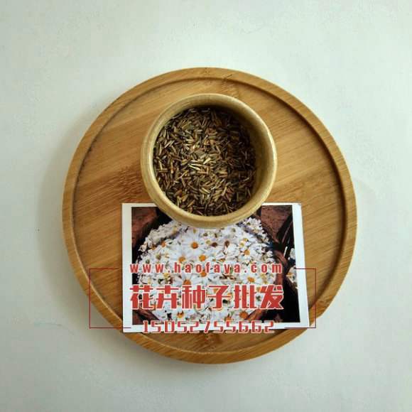 除蟲(chóng)菊種子