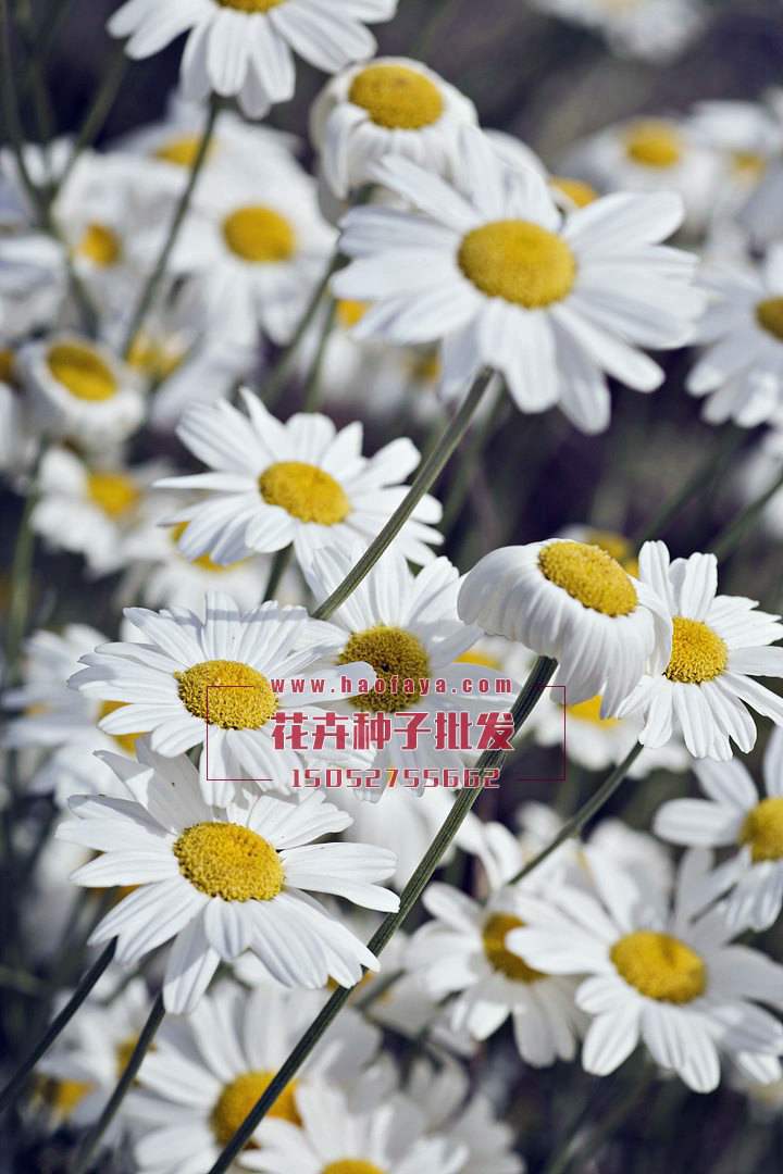 除蟲菊種植技術(shù)