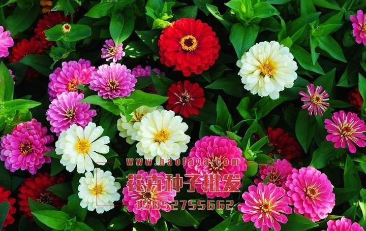 翠菊種植技術(shù)