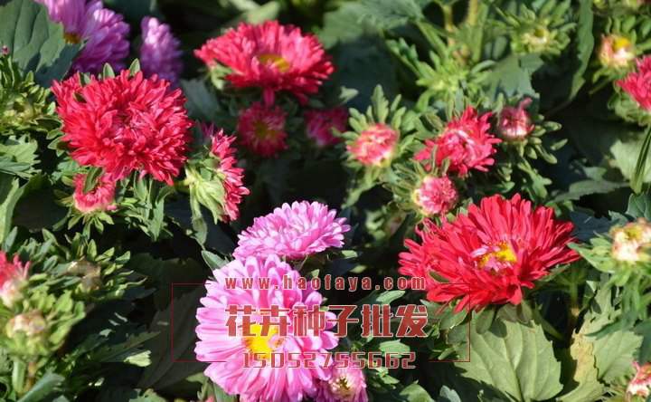 翠菊種子銷售價(jià)格