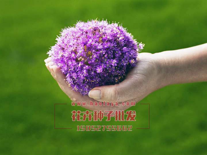 大花蔥種子批發(fā)供應公司